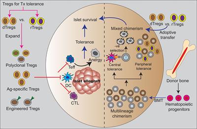 Frontiers | Tregs And Mixed Chimerism As Approaches For Tolerance ...